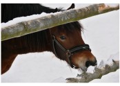 Kůň se těší zajisté, s čím dnes přijdou turisté [JP]